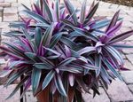 Photo House Flowers Rhoeo Tradescantia herbaceous plant , purple
