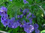 Foto Unutarnja Cvjetovi Cvatnje Javor, Javor Plačući, Jagodice drveta (Abutilon), svijetlo plava