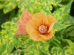 fotografie Pokojové květiny Kvetoucí Javor, Pláč Javor, Lampion stromy (Abutilon), oranžový
