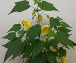 fotografie Pokojové květiny Kvetoucí Javor, Pláč Javor, Lampion stromy (Abutilon), žlutý