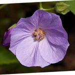照 开花的枫树，槭泣，中国彩灯 (Abutilon), 紫丁香