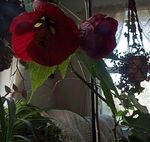 φωτογραφία Εσωτερικά λουλούδια Ανθοφορία Σφενδάμου, Σφενδάμι Κλάμα, Κινέζικο Φανάρι δέντρα (Abutilon), οινώδης