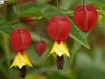 Foto Unutarnja Cvjetovi Cvatnje Javor, Javor Plačući, Jagodice drveta (Abutilon), crvena