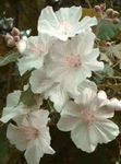 снимка Интериорни цветове Цъфтежа Клен, Плачеща Клен, Китайски Фенер дървета (Abutilon), бял