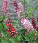 fotografija Sobne cvetje Bloodberry, Rouge Rastlina, Baby Poper, Pigeonberry, Coralito grmi (Rivina), roza