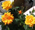 zdjęcie Pokojowe Kwiaty Roza krzaki (Rose), pomarańczowy
