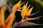 fotografie Rajka, Žeriav Kvetina, Stelitzia trávovitý (Strelitzia reginae), oranžový