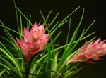 foto Casa de Flores Tillandsia planta herbácea , rosa