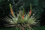 снимка Интериорни цветове Tillandsia тревисто , червен