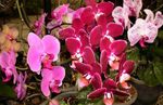 Photo House Flowers Phalaenopsis herbaceous plant , pink