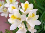 fénykép Ház Virágok Frézia lágyszárú növény (Freesia), fehér