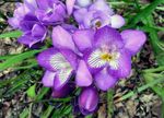 foto Casa de Flores Freesia planta herbácea , lilás