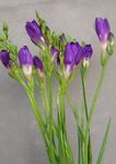 Bilde Huset Blomster Fresia urteaktig plante (Freesia), lilla