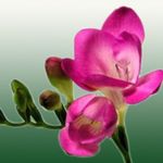 フォト ハウスフラワーズ フリージア 草本植物 (Freesia), ピンク