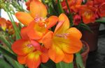 fotografija Sobne cvetje Frezije travnate (Freesia), oranžna