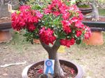 Foto Maja lilled Desert Rose puu (Adenium), punane
