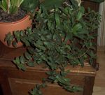 φωτογραφία Εσωτερικά φυτά Cyanotis , πράσινος
