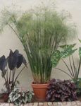 foto Le piante domestiche Pianta Ombrello (Cyperus), chiaro-verde