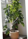 照 室内植物 伞树 (Schefflera), 绿