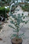 fotografija Sobne rastline Gum Tree drevesa (Eucalyptus), zelena