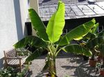 Fil Krukväxter Blommande Banan träd (Musa coccinea), grön