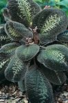 foto Bertolonia, Jewel Plant , variegado