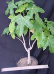 フォト 観葉植物 Brachychiton 木 , 緑色