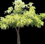 фотографија Затворене Биљке Писониа дрвета (Pisonia), светло-зелен