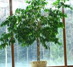 Nuotrauka Kambariniai Augalai Pisonia medis , žalias