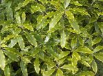 Photo House Plants Japanese Laurel, Pittosporum tobira shrub , light green
