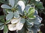 fotografie Pokojové rostliny Japonský Vavřín, Pittosporum Tobira křoví , kropenatý