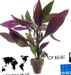 Nuotrauka Kambariniai Augalai Alternanthera krūmas , violetinė