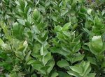 Photo des plantes en pot Fragon des arbustes (Ruscus), vert