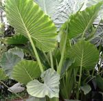 fotografie Pokojové rostliny Colocasia, Taro, Cocoyam, Dasheen , zelená