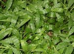フォト 観葉植物 多彩なバスケット草 (Oplismenus), 緑色