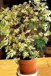 照 室内植物 辣椒藤，瓷器浆果 藤本植物 (Ampelopsis brevipedunculata), 杂色