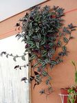 foto As Plantas da Casa Wandering Jew (Zebrina), variegado