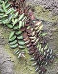 fotoğraf Ev Bitkileri Pellonia, Sondaki Karpuz Asma (Pellionia), rengârenk