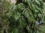 Nuotrauka Kambariniai Augalai Žvirgždas Augalų liana (Rhaphidophora), žalias