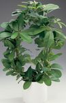 foto Le piante domestiche Corda Scimmia, Vite Selvatica (Rhoicissus), verde