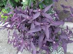 Nuotrauka Kambariniai Augalai Violetinė Širdis Klajojo Judėjas (Setcreasea), violetinė