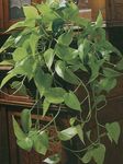 Foto Topfpflanzen Epipremnum , grün