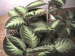 kuva Sisäkasvit Liekki Violetti,  (Episcia), pilkullinen
