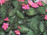 kuva Sisäkasvit Liekki Violetti,  (Episcia), tumman-vihreä
