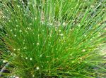 снимка Интериорни растения Фиброоптичен Трева (Isolepis cernua, Scirpus cernuus), зелен