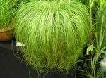 снимка Интериорни растения Carex, Острица , светло-зелен