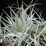 fénykép Szobanövények Carex, Sás , ezüstös