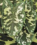 kuva Sisäkasvit Norsuja Korva (Alocasia), pilkullinen