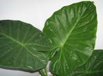 照 室内植物 大象耳朵 (Alocasia), 绿