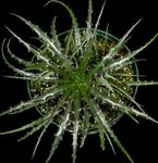 снимка Интериорни растения Фея Ангел (Hechtia), тъмно-зелен